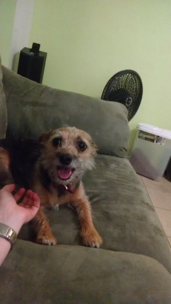 dog1-(1).png dog1-(1).png