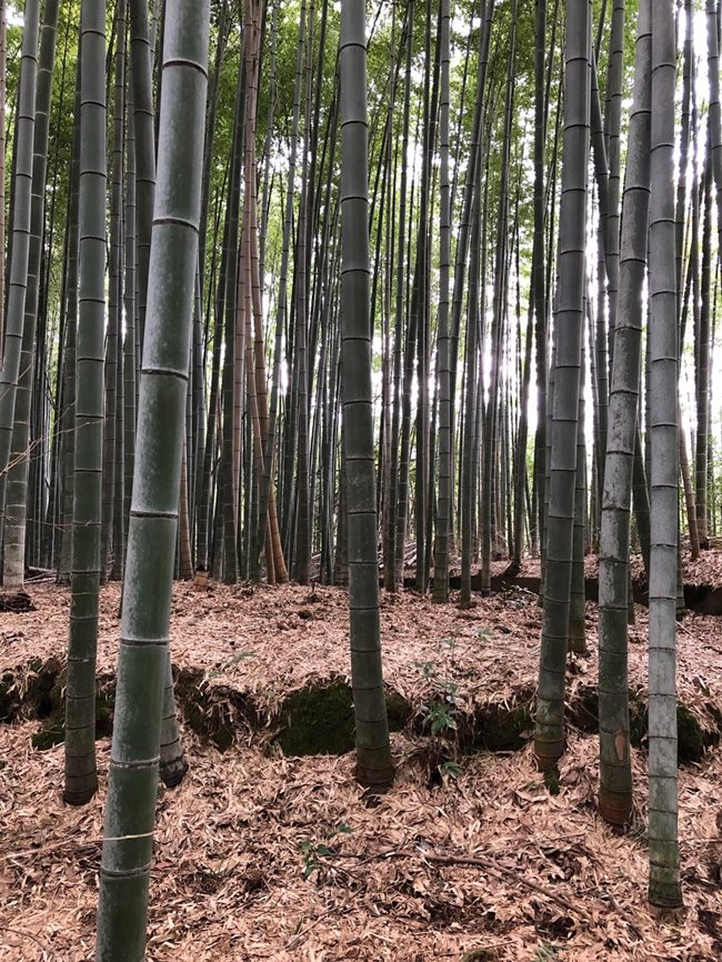 Pic-1-Arashiyama.jpg