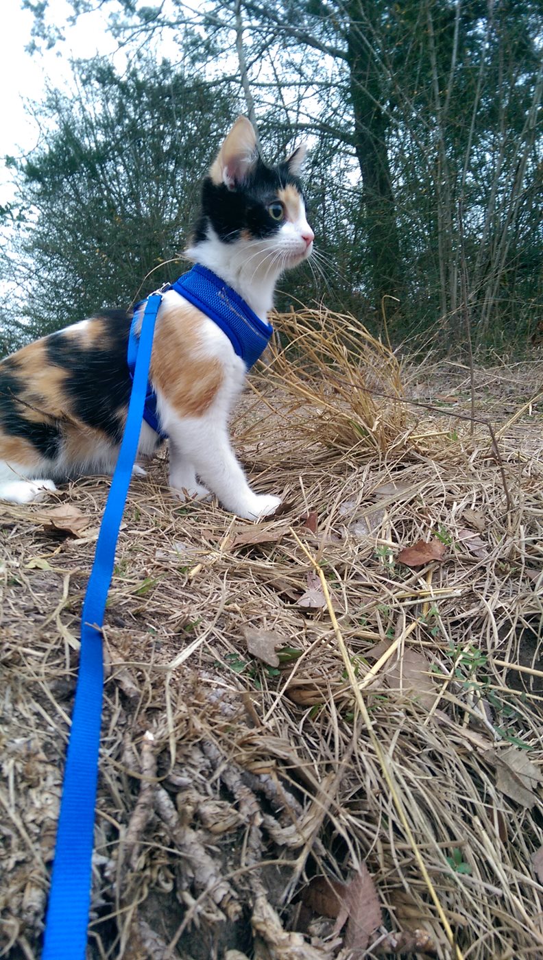 Adventuring with Your Cat?   teaser image